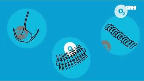 Algae and algal blooms – the role of phytoplankton in our ecosystem