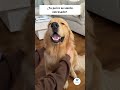 ¿Tu perro se siente estresado? Mira cómo mejorar su bienestar