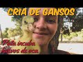 Cría de Gansos - Nuestra Pata Incuba Huevos de Oca y los Rechaza - Madre Adoptiva al Rescate