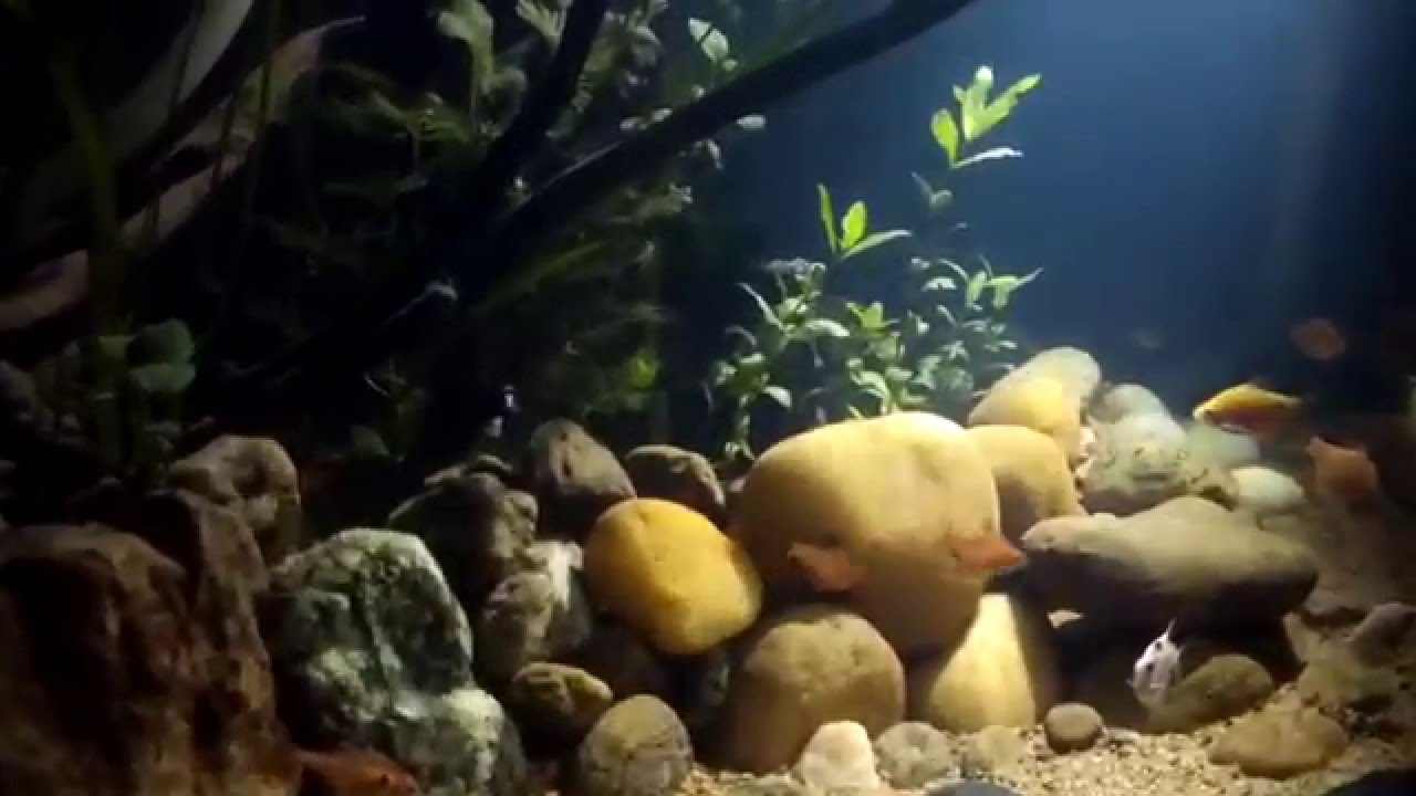 Natural setup Fish tank with sun light effect YouTube