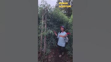 Cabe Lokal Setinggi 2 Meter