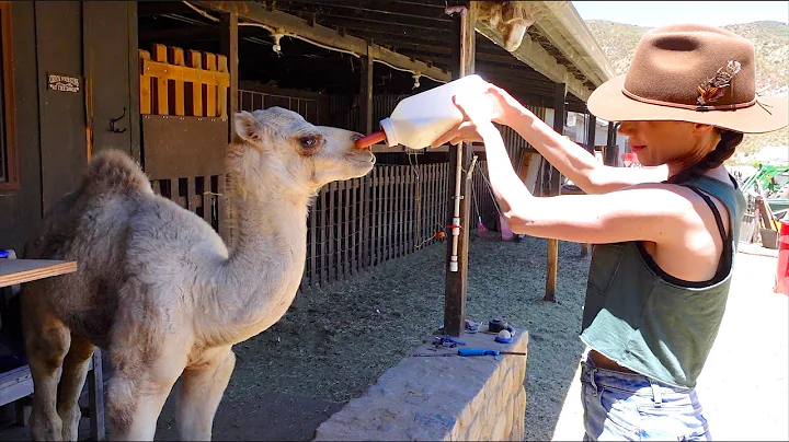 FEEDING A BABY CAMEL!