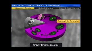 CBSE Class 11 Biology || Plant Life cycles and Alternation of Generation || By Shiksha House