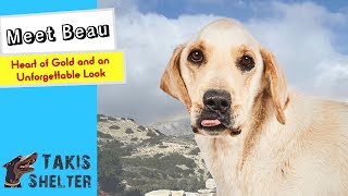 Fall in Love with Beau!  Takis Shelter