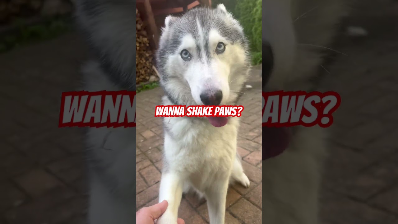 Siberian husky Morning chaos: Smiling husky wants all the love ! 