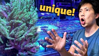This rare soft coral connected us - Coral Reef Shop visit! 🐠🦐🦀