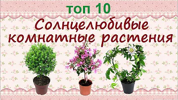 На каком окне лучше растут цветы