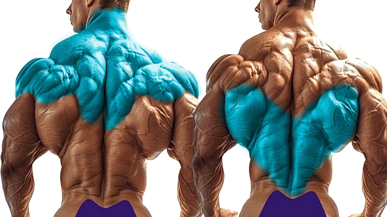 Effective Exercises for Bigger Back Growth to Build Back Muscles - YouTube