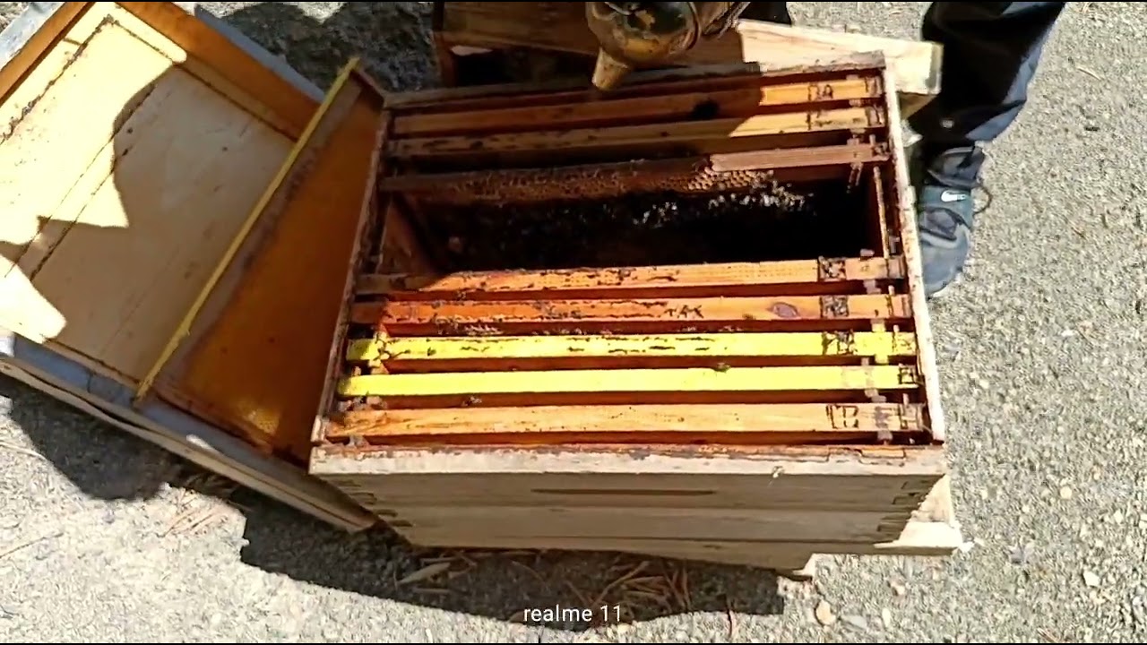 كيف أتعامل مع النحل في شهر سبتمبر#تربية_النحل