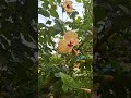 Garden hibiscus 🌺