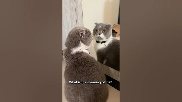 When your cat is having an existential crisis 🤭🤭 #cats #shorts