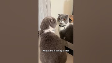 When your cat is having an existential crisis 🤭🤭 #cats #shorts