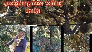 ធូរេនអាយុ៤ឆ្នាំផ្លែគ្រប់ដើម