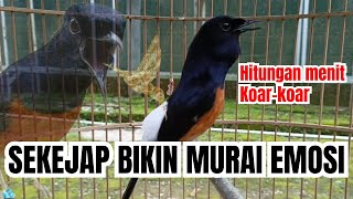 Seketika Gacor  Pancingan Murai Batu Gacor Ampuh Merangsang Emosi Murai Agar Mau Bunyi Gacor