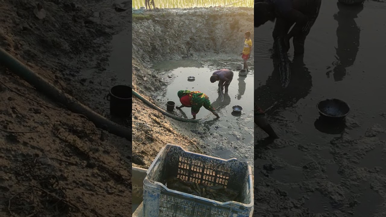 ধান ক্ষেতের মধ্যে থেকে মাছ ধরার দৃশ্য। Catching fish. Fishing in village.