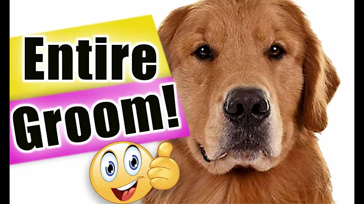 GROOM your GOLDEN RETRIEVER at HOME like a BOSS!