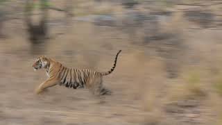 Tiger vs Sloth bear at Ranthambore National park