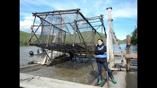 How To Cut And Smoke People Quality Dry Fish Yukon River Style  Stan Zuray