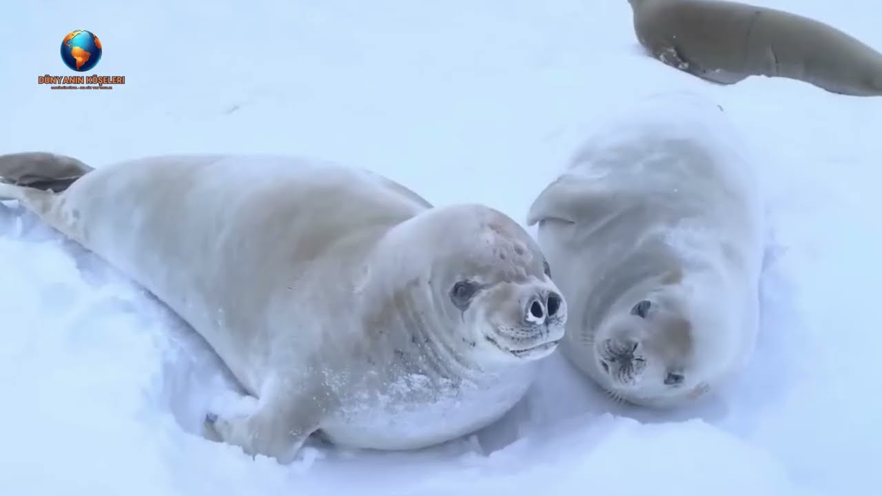 EN GÜNAHKÂR ÜLKE? Günümüzde Grönland’da Gerçek Hayat! – Seyahat Belgeseli