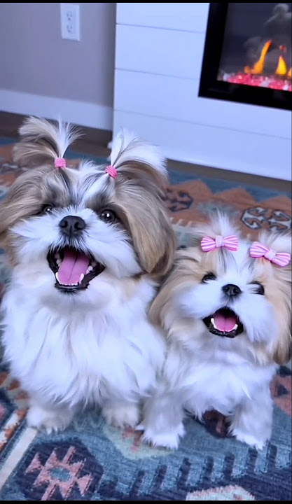 cute shihtzu puppy dog barking #puppy #dog #shihtzu #dogvideos #barking #cutedog #trending #shorts