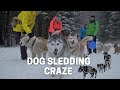 Dog sledding craze! #shorts