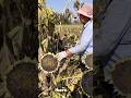 “China ka Unique Sunflower Harvest Hack!”