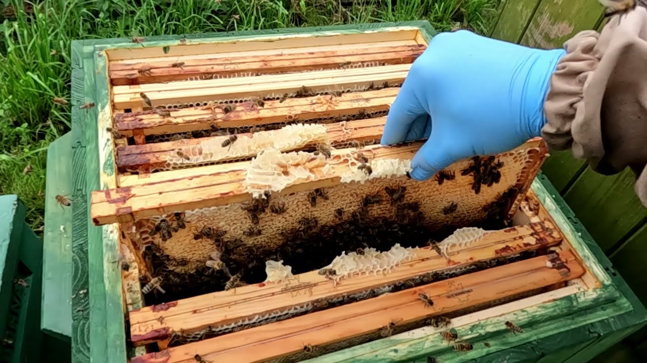 Miodobranie z lipy z deszczem i rabunkami