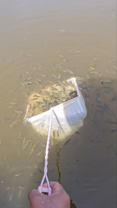 Catch fish using a large net
