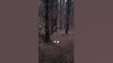 The "Hide Behind" Creature Caught on Camera (@getlostwebsite) #shorts