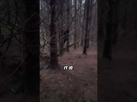 المخلوق المختبئ خلف الذي تم التقاطه بالكاميرا