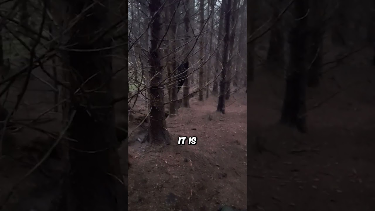 «Спрятавшееся за» существо, пойманное на камеру (@getlostwebsite) 