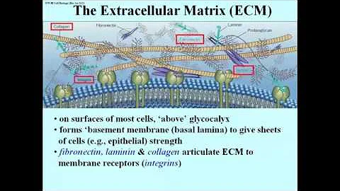 292 The Extracellular Matrix