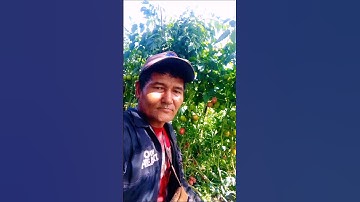 Explore Ladang Tomat Dikaki Gunung Sinabung
