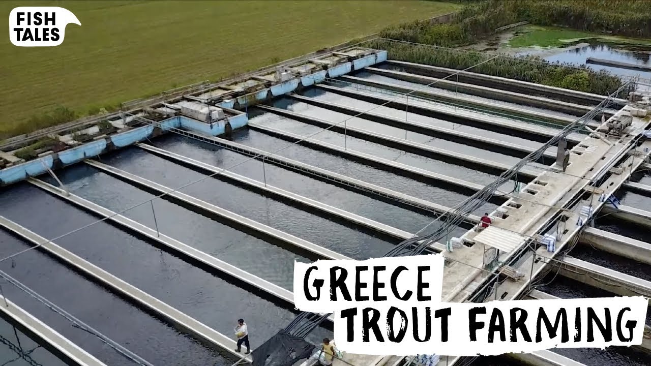 How To Build A Trout Farm