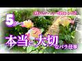 【これだけは押さえて！】バラを守る5月の必須ケア