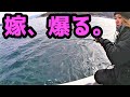 vol94 タイラバのんびり巻いてたら巨〇〇が喰ってさぁ大変！2020年最後の大捕り物！A big game hung on the light tackle！