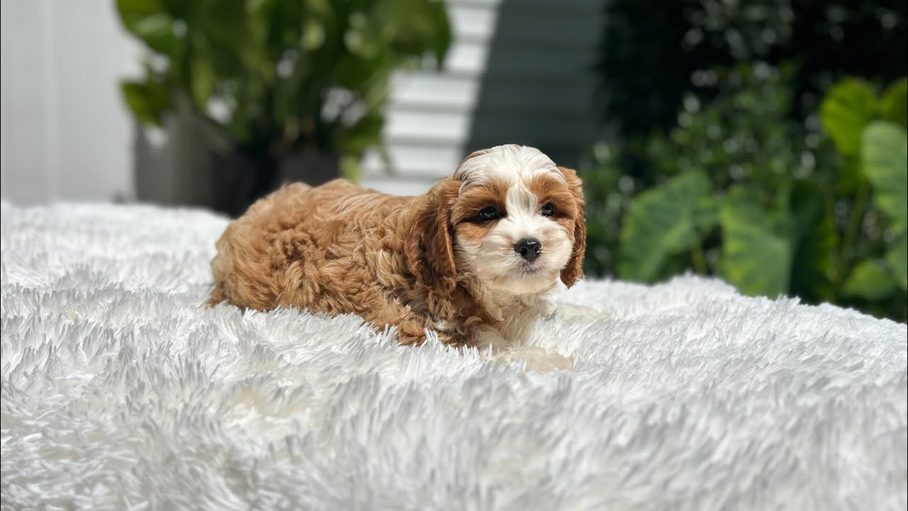 Jude- a dapper darling boy 🩵and a true gent! 👔