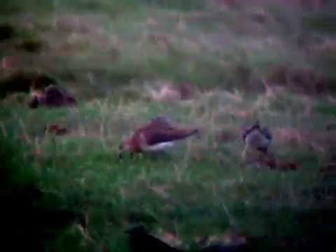 Lapwing (vanellus vanellus) cleyris