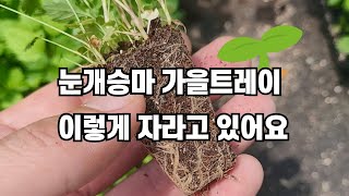 눈개승마 모종 가을트레이 이렇게 자라고 있어요.  가을 식재 준비하시는분들 연락주세요!!