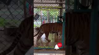 Inside Tiger park Pattaya, Thailand Part # 03 #shorts #short