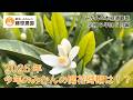 みかん成長観察2026年5月編～今年のみかんの開花時期は！？開花時期にやるべき対策