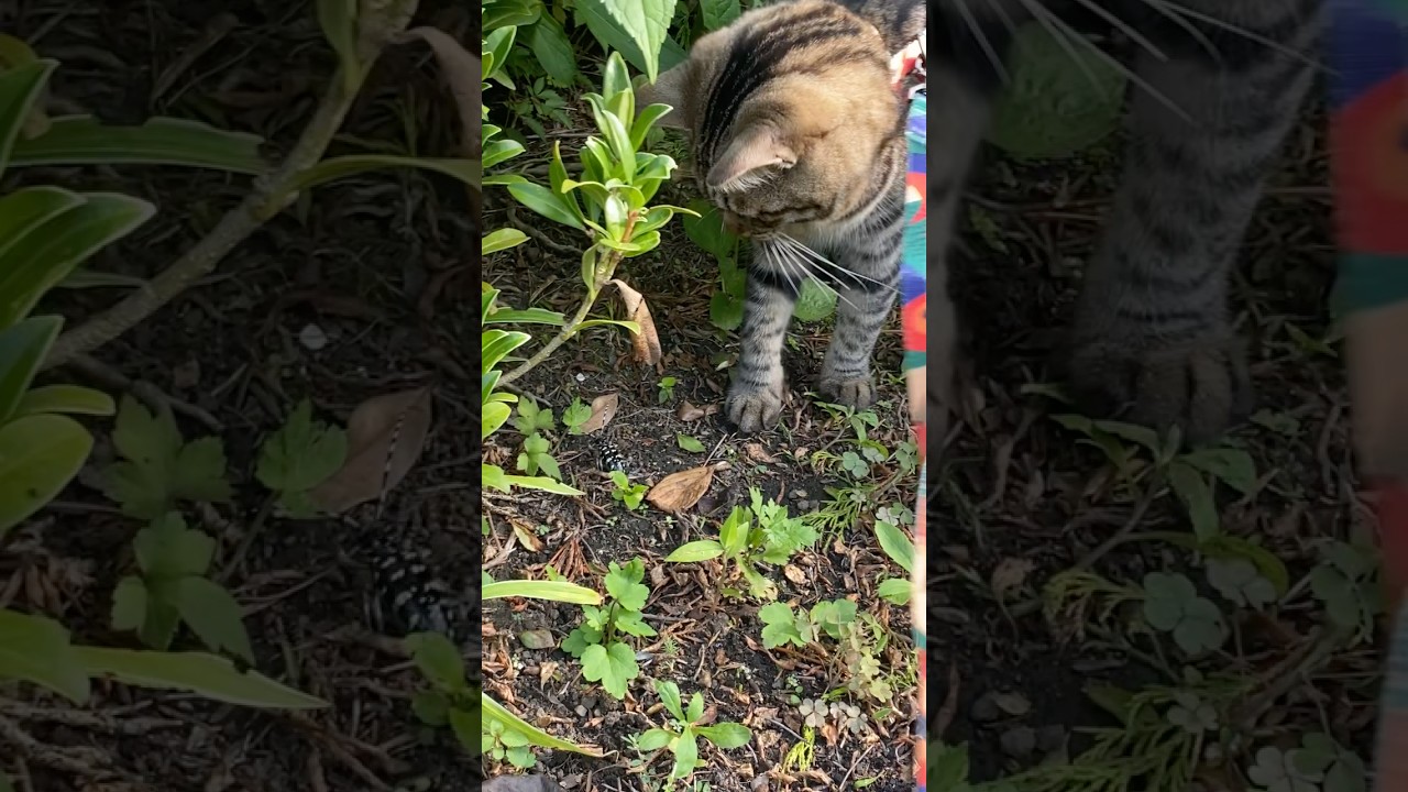 トラジ初めてのカミキリムシに遭遇 #猫 #cat #カミキリムシ #shorts