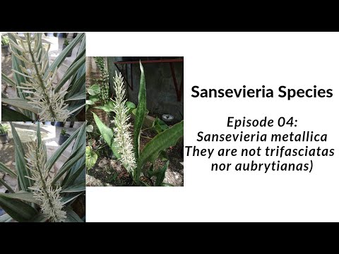 Sansevieria metallica (Species Episode 04)