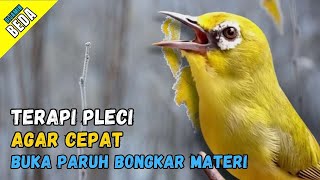 Terapi Pleci Agar Bongkar Materi Pancingan Pleci Cepat Bupa Paruh