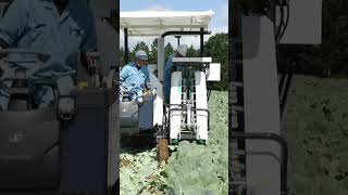 Kubota Cabbage Harvester KCH1400 #shorts #agrimachinery