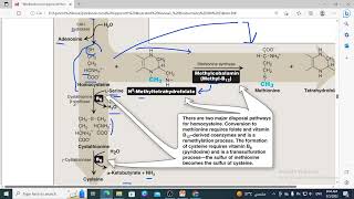 428 -methionine metabolism, SAM synthesis ,homocysteine fate (methionin,cystein synthesis)- Diagram