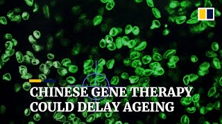 Gene therapy which could slow human ageing found by Chinese researchers in  studies on mice
