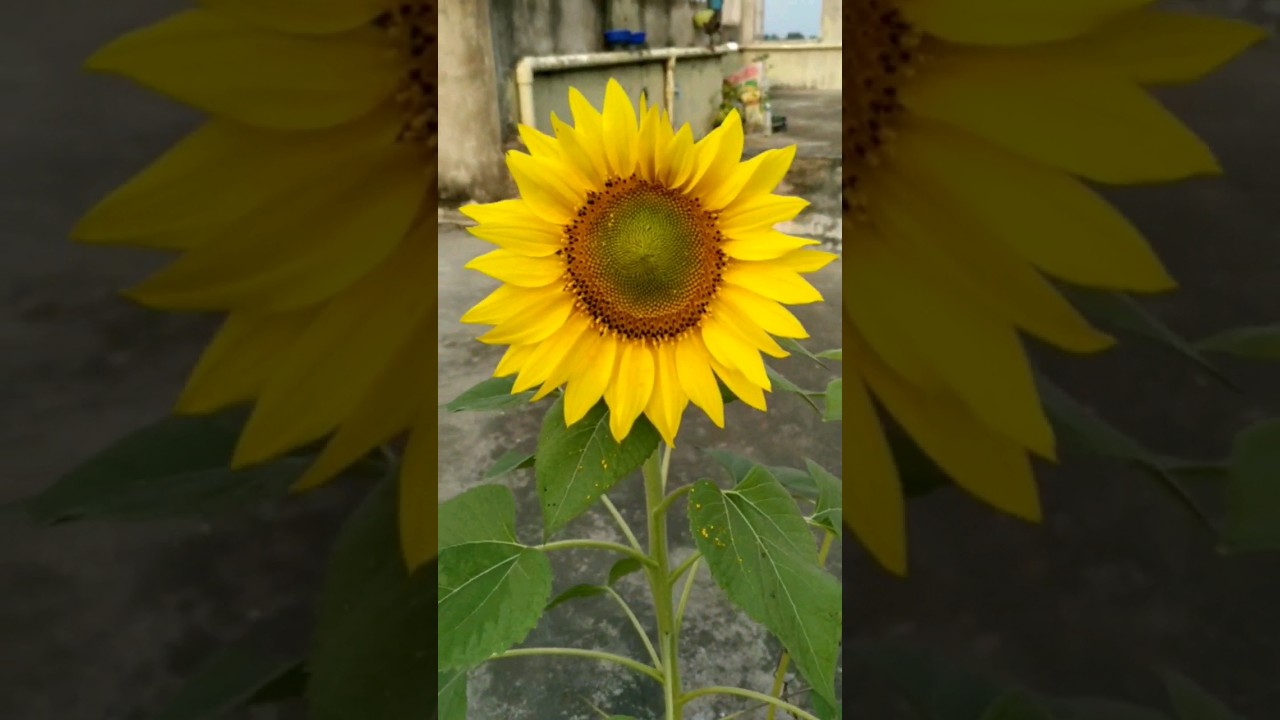 How to grow Sunflower from Seeds at home 