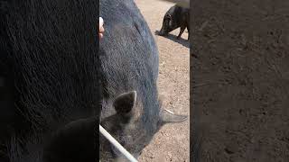 Building Trust One Step at a Time 🐷💛 | 191 Animal Rescue – Morganton NC