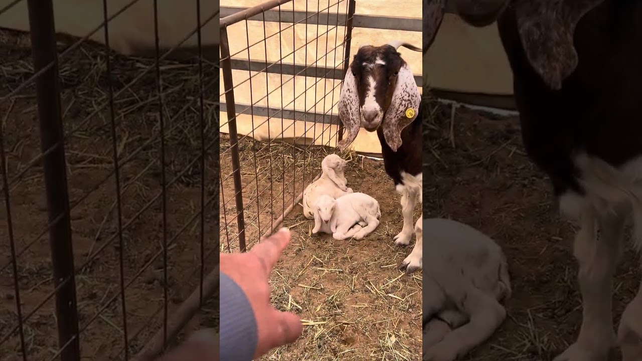 الحلقة (199) توالد الماعز وسرعة انتاجها